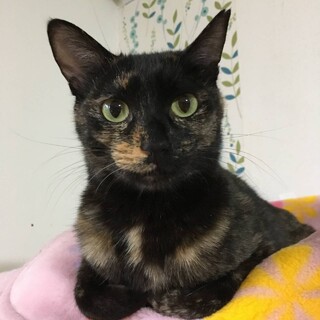 【サビエ】おもてなし上手甘えっ子女子