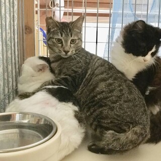 【デカ】おかげさまで里親さまが決まりました