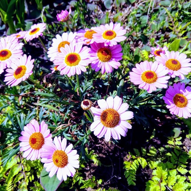 hanaQのカバー写真