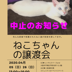 ねこちゃんの譲渡会