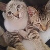 4月18日に2匹の里親になりました！名前がなかなか決まりません