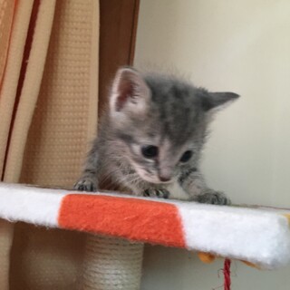 愛護センターレスキュー☆すみれちゃん1ヶ月