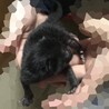 黒猫の赤ちゃん サムネイル2