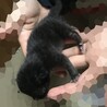 黒猫の赤ちゃん サムネイル3