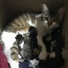 黒猫の赤ちゃん サムネイル6