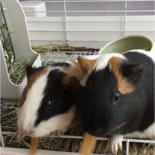 可愛いモルモットの兄弟　ケージ付き