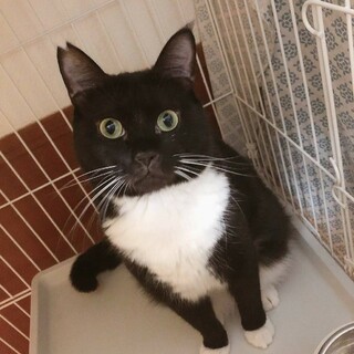 【ルブタン】おかげ様で里親様が決まりました！