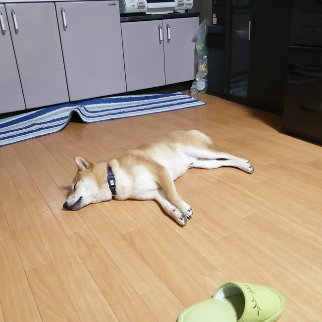 ヨシダ1987のカバー写真