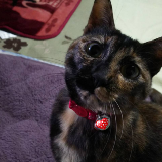 控え目で心優しいサビのシーちゃん