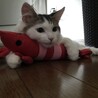 zazacat