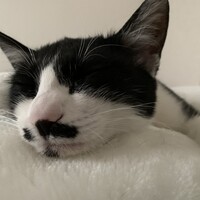 こまめ
