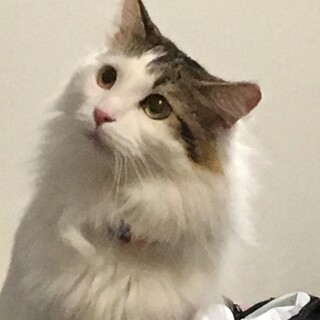 メインクーン男の子　2017.10.28生約5キロ