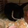 ミニウサギ ♂ご応募ありがとうございました。 サムネイル3