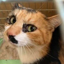 「４/１６(TNR)」サムネイル2