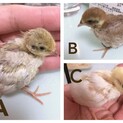 ヒメウズラの雛★一旦募集ストップ