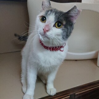 穏やかパステル三毛ちゃん