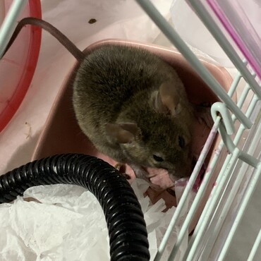 ブルーベリー美味しい♪