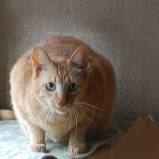 よく人馴れしている甘えん坊な男の子