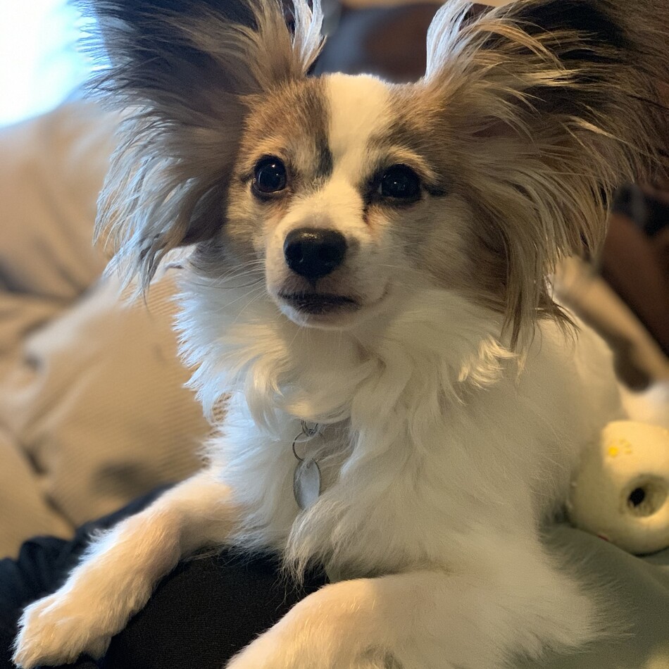 こたろうのカバー写真