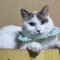 シャム風、ブルーアイの美猫、カノンです！
