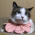 シャム風、ブルーアイの美猫、ワルツです！