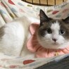 シャム風、ブルーアイの美猫、ワルツです！ サムネイル2