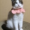 シャム風、ブルーアイの美猫、ワルツです！ サムネイル3
