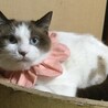 シャム風、ブルーアイの美猫、ワルツです！ サムネイル6