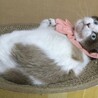 シャム風、ブルーアイの美猫、ワルツです！ サムネイル7
