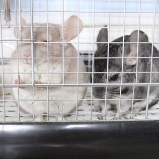 ご応募多数の為、一旦停止致します(^^)