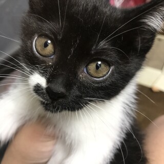 雑種　白黒ちゃん①【生後2ヶ月】