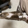 の写真