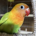 ボタンインコ　ヤマブキ