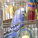 【里親様決まりました　ありがとうございました！】