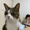 ささきにゃん