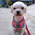 マルチーズのすももちゃん 里親様募集です☆