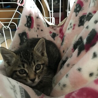 3月生まれ キジトラ 岩瀬くん募集一旦停止します