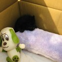 生まれて2週間の黒猫ちゃんです