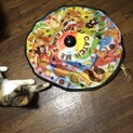 生後3ヶ月の可愛い3兄弟♡1匹ずつでも相談可能です