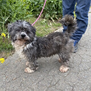 ラサアプソ　5歳　女の子　ラサちゃん