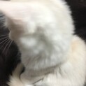 交渉中