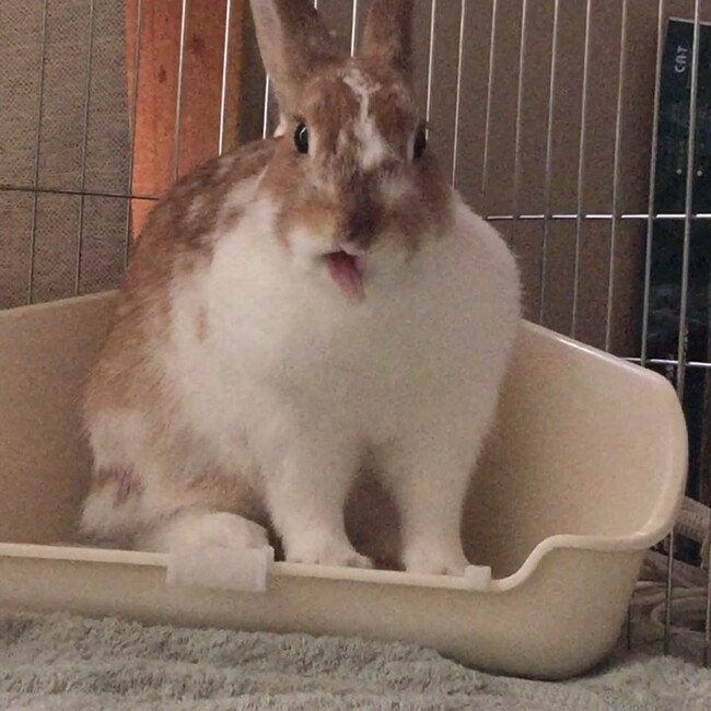 ニカうさぎのカバー写真
