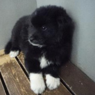 里親様に迎えられました。子犬♀010