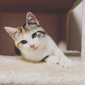 交渉中！可愛すぎるシャイガール♡