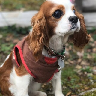 愛しさ満天目の見えない小さなキャバ コゼットちゃん