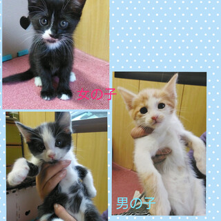 ２匹一緒優先☆瞳キラキラ～な兄妹です！