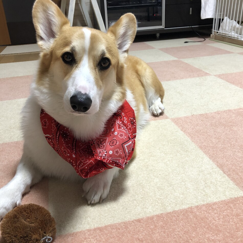 ナッツのカバー写真