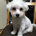 決まりました。ご応募有難うございました。