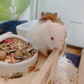 ゴールデンハムスター　長毛ホワイト赤目