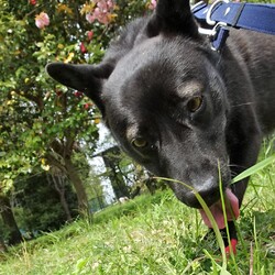 「サラダバーの弊害」サムネイル1